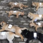 Ristoratore cinese uccide otto cani in due ore per preparare hot-dog