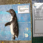 Covid, pinguino morto a causa di una mascherina: ira animalisti per i «rifiuti da pandemia»