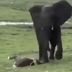 Lo straordinario spettacolo della nascita di un elefante