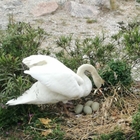 Uova della mamma cigno prese a sassate al Lago di Garda: muoiono tutti i pulcini