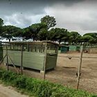 Influenza aviaria a Roma, un caso accertato: focolaio in un allevamento a Ostia Antica. «Ceppo grave», scatta zona di protezione di 3 km