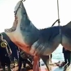 Squalo bianco di quasi sei metri ucciso da pescatori in Tunisia. La protesta: «È specie protetta»