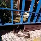 All'asilo spunta un serpente, panico tra bimbi e maestre. La dirigente chiama soccorsi ma nessuno interviene