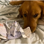 Coronavirus, il cane mangia il passaporto e lei non parte per Wuhan: «Cercava di proteggermi»