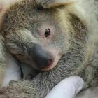 Australia, Koala a rischio estinzione: «Tra 30 anni non ci saranno più»