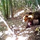 L'orso M49 Papillon resta in gabbia: il Consiglio di Stato respinge il ricorso degli animalisti