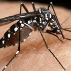 Perugia, turista con la febbre dengue