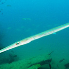 Dai Tropici al Salento: nelle acque spunta il "pesce flauto"