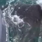 Lo squalo lo attacca, lui si difende a colpi di scopa