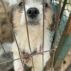 Cani cannibali in Corea del Sud, scoperto allevamento degli orrori: cento sono stati salvati