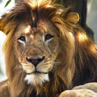 Scatta un selfie col leone allo zoo, ma si avvicina troppo. «L'ha sbranato, non c'è stato nulla da fare»