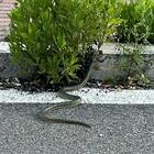 Serpente sul marciapiede a Fonte Laurentina