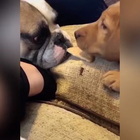 Questo cane ci insegna cos’è la vera amicizia