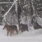 I lupi giocano con la neve, spettacolo nel Parco nazionale d'Abruzzo