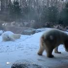 Stati Uniti, il freddo polare piace soltanto agli orsi dello zoo