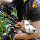 Cagnolino resta intrappolato 4 giorni in un dirupo: vivo dopo un volo di 100 metri, è stato salvato dai vigili del fuoco