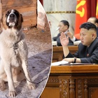 Corea del Nord, Kim Jong-Un vieta i cani come animali domestici? «Simbolo di decadenza occidentale»
