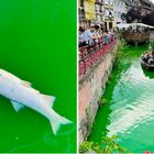 Ambientalisti gettano tintura verde nel fiume per protesta e i pesci muoiono