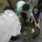 Morta la tartaruga che ingoiava le monetine dei turisti