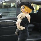 Lady Gaga, rapiti i cani della cantante mentre è a Roma