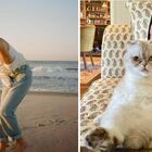 Taylor Swift, il gatto Olivia Benson è più ricco del fidanzato Travis Kelce: il patrimonio da capogiro