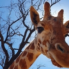 Morta Mutangi, la nonna giraffa dello zoo. Aveva appena compiuto 31 anni: un record