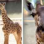 Marekani, la giraffina di 3 mesi soppressa allo Zoo di Dallas per incurabili problemi fisici