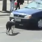 Automobilista impaziente suona il clacson, la vendetta del cane è brillante e divertentissima