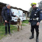 Castelgandolfo, la capra in fuga catturata vicino al Palazzo Papale: è stata adottata
