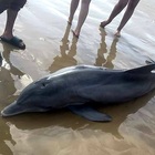 Delfino spiaggiato, invece di essere soccorso è cavalcato dai bagnanti e muore