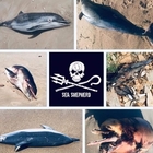 Delfini, strage nelle acque francesi. Sea Shepherd: «A rischio la specie»