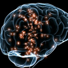 Cervello, individuata la molecola dell'invecchiamento. «Si può inibire e recuperare plasticità»