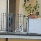 Cane legato con una catena sul terrazzo