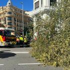 Spagna, ragazza di 23 anni muore travolta da un albero