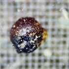 «Trovati i frammenti di una navicella aliena»: la scoperta incredibile dopo la caduta di un meteorite