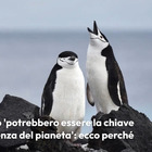 Le feci di pinguino «potrebbero essere la chiave per la sopravvivenza della Terra»: ecco perché