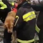Genova, Zoe: la labrador dei vigili del fuoco caricata in spalla per andare tra le macerie