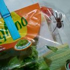 Apre l'insalata in busta e la mangia, poi le grida: dentro c'è un ragno vivo di 7 cm