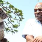 Anche Mike Tyson ha paura: spaventato da un koala (Olycom)