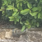 Serpenti in un giardino, paura a Morlupo