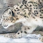 Leopardi delle nevi positivi al Covid: sono stati contagiati da un custode