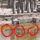 Pozzuoli, spuntano le anatre anti-melma nel tempio di Serapide