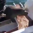 Un'orca assassina la insegue, l'otaria si rifugia sulla barca