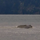 Il mostro di Loch Ness si trasferisce in Canada: boom di avvistamenti di Ogopogo