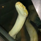 Serpente chiuso in un furgone parcheggiato