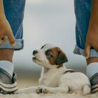 Puppy Yoga illegale in Italia, il ministero della Salute: «Usare solo cani adulti». Enpa: scelta giusta, troppo stress per i cuccioli