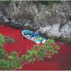 Taiji, l'infinita strage dei delfini: uccisi a centinaia. Domenica prevista una mattanza