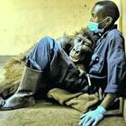 La gorilla e il suo papà umano, un abbraccio per dirsi addio: «Orgoglioso di dire che è stata mia amica»
