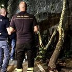 Roma, alberi-killer: sul lungotevere c'è il rischio di nuovi crolli