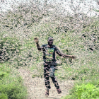 Africa, invasione di locuste: a rischio migliaia di bambini. Usa stanziano 8 milioni di dollari